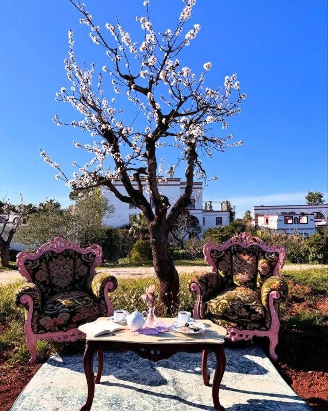 Two vintage garden chairs and a tea table beneath a blossoming tree in the sun